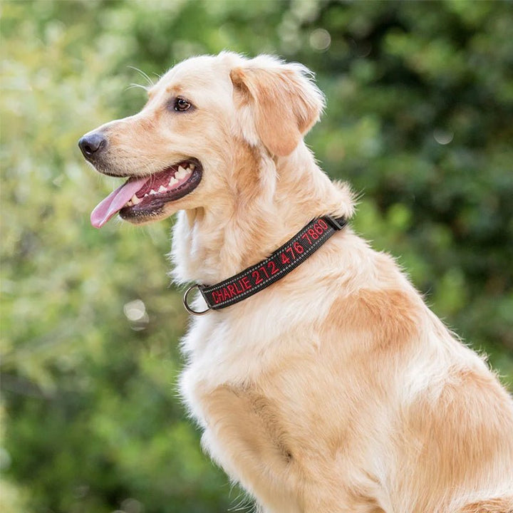 Personalized Adjustable Reflective Strip Dog Collar - Canvasgiftco